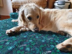 Panier pour chien French Bandit : mon avis d’acheteuse