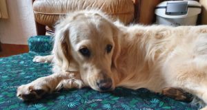 Panier pour chien French Bandit : mon avis d’acheteuse