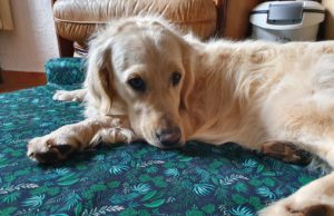 Panier pour chien French Bandit : mon avis d’acheteuse