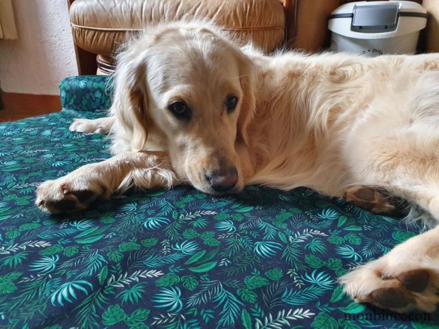 Panier pour chien French Bandit : mon avis d’acheteuse