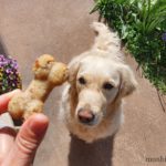 recette-biscuit-chien