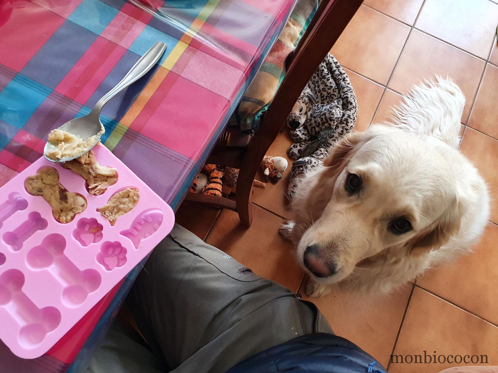 recette de gâteaux pour chien au thon et saumon