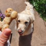 recette-biscuit-pour-chien