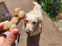 Recette de gâteaux pour chien au thon et saumon