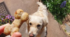 Recette de gâteaux pour chien au thon et saumon