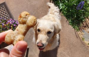 Recette de gâteaux pour chien au thon et saumon