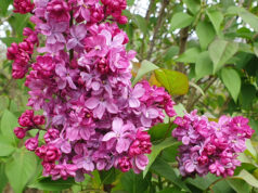 Mes fleurs sauvages favorites cette saison