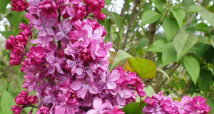 Mes fleurs sauvages favorites cette saison