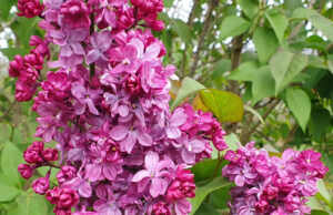 Mes fleurs sauvages favorites cette saison