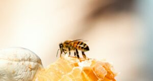 Photo de Meggyn Pomerleau sur Unsplash