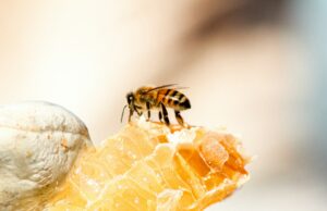 Photo de Meggyn Pomerleau sur Unsplash