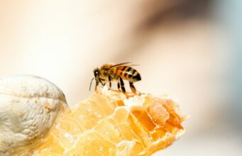 Photo de Meggyn Pomerleau sur Unsplash