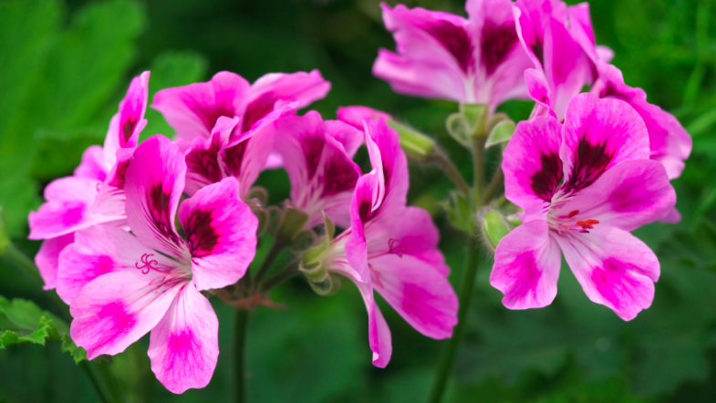 Ces plantes magiques qui repoussent les moustiques