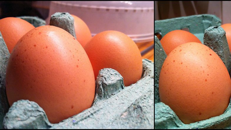 Des poules et des oeufs bio en bas de mon immeuble