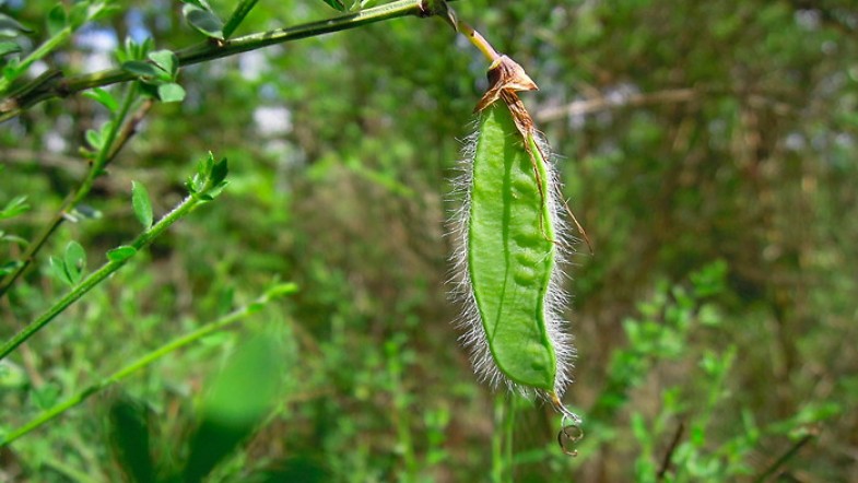 Le petit pois de la princesse ? #Beautiful nature