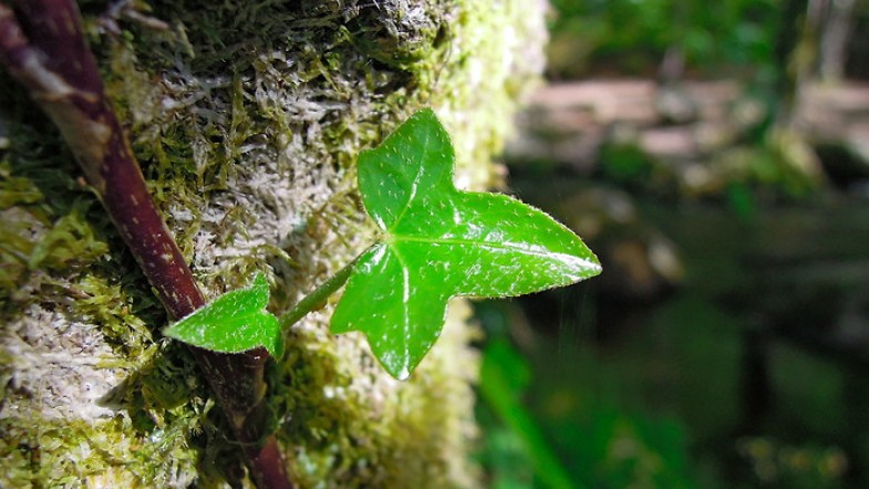 #1 Tourisme en Bretagne : Huelgoat et sa magnifique forêt fluo